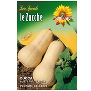 Immagine di SEMENTI ZUCCA BUTTERNUT LISCIA